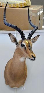 Two African animal taxidermy mounts including an Impala, dp. 19 in., and a Bless buck, dp. 21 in.