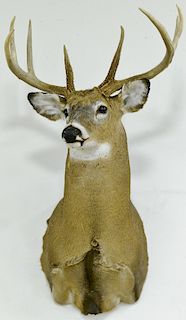 Whitetail deer, taxidermy shoulder mount, eight point with large tines. dp. 23 in.