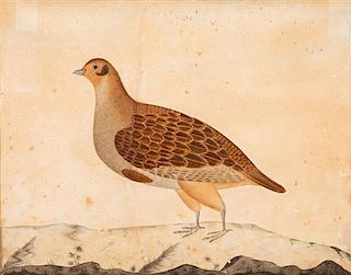 * Artist Unknown, (19th century), Dove (Framed)