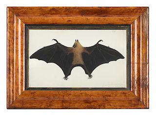 * Artist Unknown, LATE 19TH/EARLY 20TH CENTURY, Fruit Bat