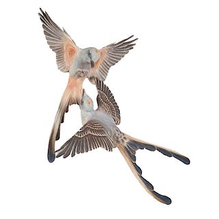 Royal Worcester Dorothy Doughty Scissor-tailed Flycatcher Figures