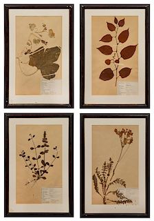A Group of Victorian Botanical Specimens Frame: 22 x 15 inches.