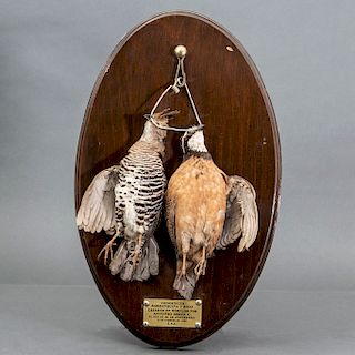 Trofeo de cacer’a. 1989. Par de codornices. Taxidermia. Cuentan con marco oval de madera tallada.