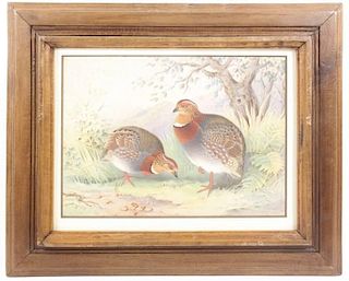 Manner of Hardenbergh, Quail Watercolor, Unsigned