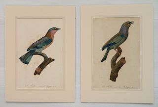Pair of French ornithology prints