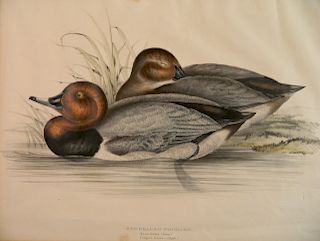 Hand-Colored Duck lithograph