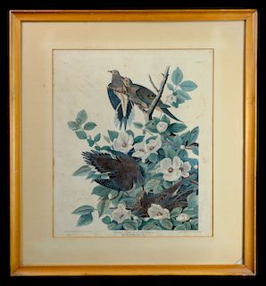 Audubon Carolina Pigeon Havell Engraving