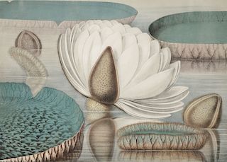 William Sharp (1803-1875), 
after John Fisk Allen (1785-1865), 
chromolithograph on woven paper, 
Waterlily plate 2 from "Victorian ...