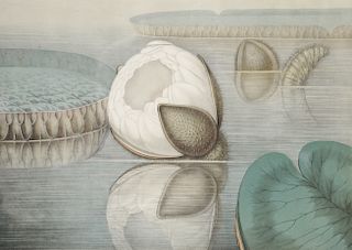 William Sharp (1803-1875), 
after John Fisk Allen (1785-1865), 
chromolithograph on woven paper, 
Waterlily plate from "Victorian Re...