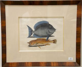 Mark Catesby (1679-1749), 
pair of hand colored copper plate engravings of fish, 
(1) Turdus Rhomboidedis T10; 
(2) Alburus Turdus T...