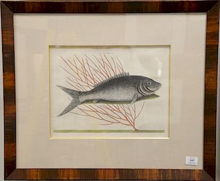 Mark Catesby (1679-1749), 
pair of hand colored copper plate engravings of fish, 
(1) Mormijrus T13; 
(2) Turdus T9, 
framed and mat...