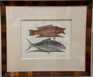 Mark Catesby (1679-1749), 
pair of hand colored copper plate engravings of fish, 
(1) Bagre T23; 
(2) Turdus Flavus T11, 
framed and...