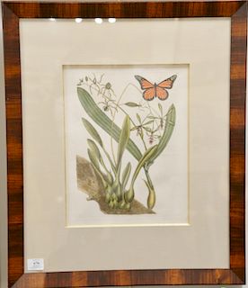 Mark Catesby (1679-1749), 
pair of hand colored copper plate engravings butterflies and moths, 
(1) Visum Radice Bulbosa 88; 
(2) Fr...