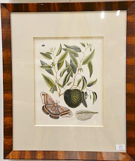 Mark Catesby (1679-1749), 
pair of hand colored copper plate engravings of butterflies and moths, 
(1) Anona Maxima Foliis Oblongis ...
