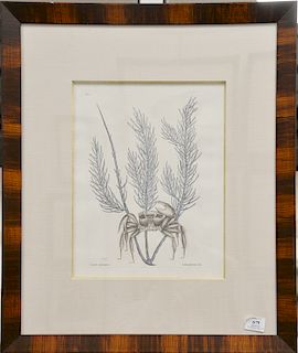 Mark Catesby (1679-1749), 
pair of hand colored copper plate engravings, 
(1) Cancer Arenarius T35; 
(2) Corolodendron Anguis T49, 
...