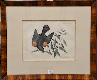 Mark Catesby (1679-1749), 
two pairs of hand colored copper plate engravings, 
(1) Passer Fusca The Cow-Pen Bird, Towle Bird T34; 
(...