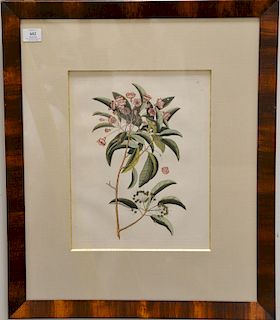 Mark Catesby (1679-1749), 
five hand colored copper plate engravings, 
(1) Anguis Lilium T56; 
(2) Anguis Cassena T57, 
(3) Chamaeda...