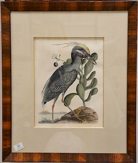 Mark Catesby (1679-1749), 
four hand colored copper plate engravings, 
(1) Gallinula American T70; 
(2) Morinellus Marinus T72, 
(3)...