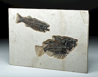 Large Fossil Fish, Priscacara & Mioplosus Labrocoides
