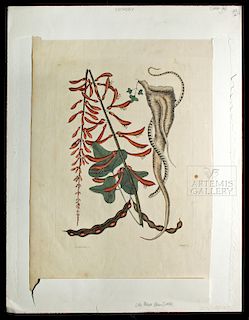 Catesby Engraving - "Little Brown Bean Snake" - 1771