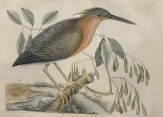 Mark Catesby (1679-1749), pair of hand colored copper plate engravings of birds, (1) Ardea Stellaris Fracinus The Small Bittern T8...