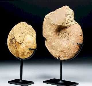 Prehistoric African Ammonite & Nautilus Fossils