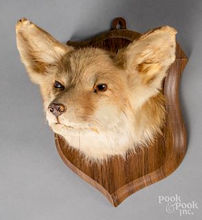 Taxidermy fox head mount