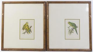 A Group of Four English Handcolored Engravings of Parakeets, AF Lydon, Height 8 1/2 x width 6 inches (visible).