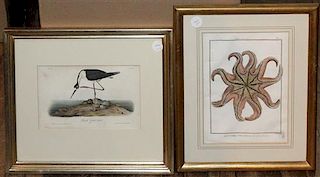 A Collection of Zoological Handcolored Engravings, Height 6 x width 9 1/4 inches.