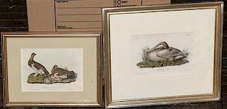 Two Handcolored Ornithological Engravings, after John James Audubon, Height 5 3/4 x width 7 7/8 inches (each).