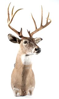 Montana Trophy White Tail Shoulder Mount
