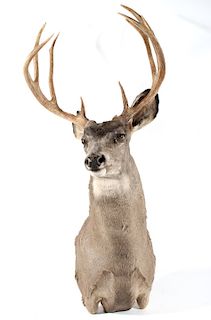 Montana Taxidermy White Tail Deer Shoulder Mount