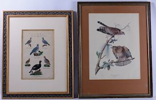 Ornithological Prints
