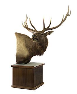 A Taxidermy Shoulder Mount of an Elk Bull, Width overall 60 inches.