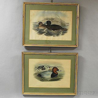 Two Framed Gould and Richter Hand-colored Duck Prints