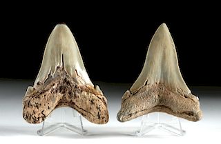 Lot of 2 Atlantic Oligocene Giant White Shark Teeth