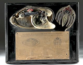 19th C. American Plaster Anatomical Model - Mollusk