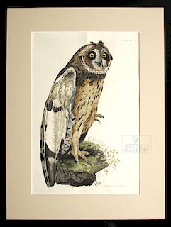 19th C. Colored Engraving "Short Eared Owl" J. Selby