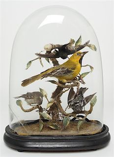 A Taxidermy Diorama, Height 14 inches.