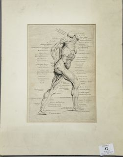 Anatomical engraving, muscle. plate size 10 1/8" x 6 7/8" 
Provenance: Estate of Kenneth Jay Lane