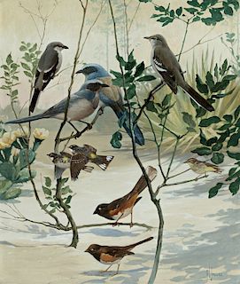 Francis Lee Jaques (1887-1969) Birds of the Scrub