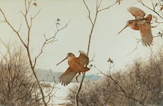 Aiden Lassell Ripley (1896-1969) Flight Woodcock