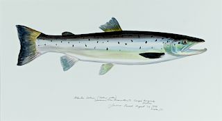 James Prosek (b. 1975) Atlantic Salmon