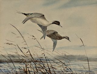 Milton C. Weiler (1910-1974) Pintail Dropping In