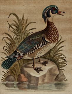 after George Edwards (British, 1693-1773) Wood Duck