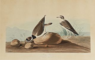 John James Audubon (1785-1851) Ring Plover (No. 66, Plate CCCXXX)