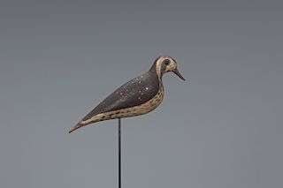 Early Paddle-Tail Golden Plover