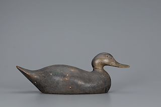 Premier-Grade Black Duck, Mason Decoy Factory (1896-1924)