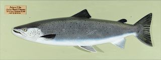 Atlantic Salmon Model, Egil Larsen