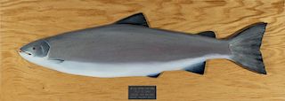 Atlantic Salmon Model, Barry Coull